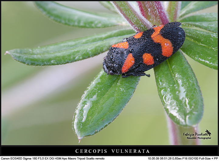 Cercopis in... composition!