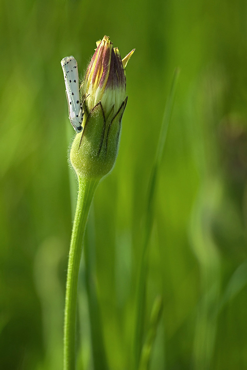 Juventina su boccione