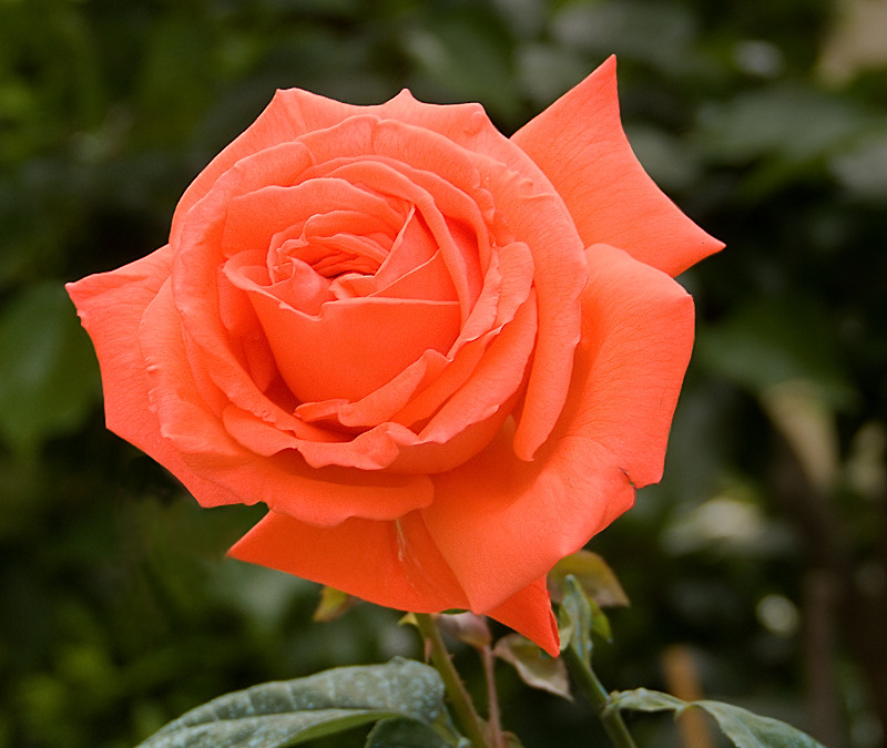 rosa in arancio