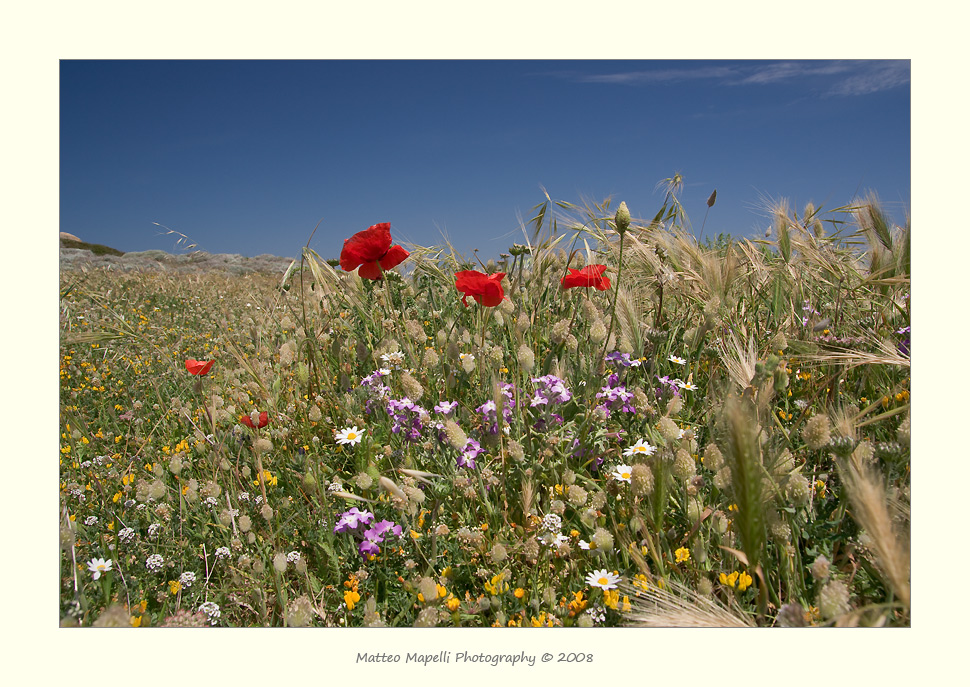 Fiori di campo