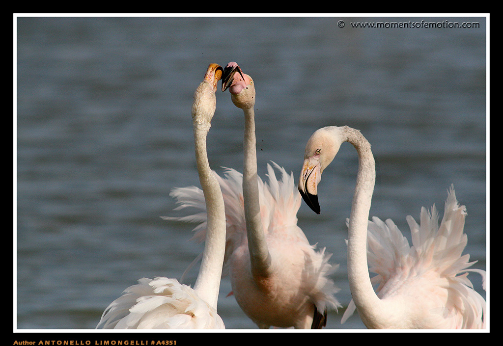 Insieme a Te non ci sto pi�.......!!