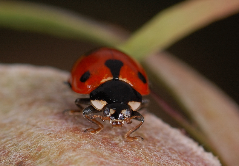 Coccinella