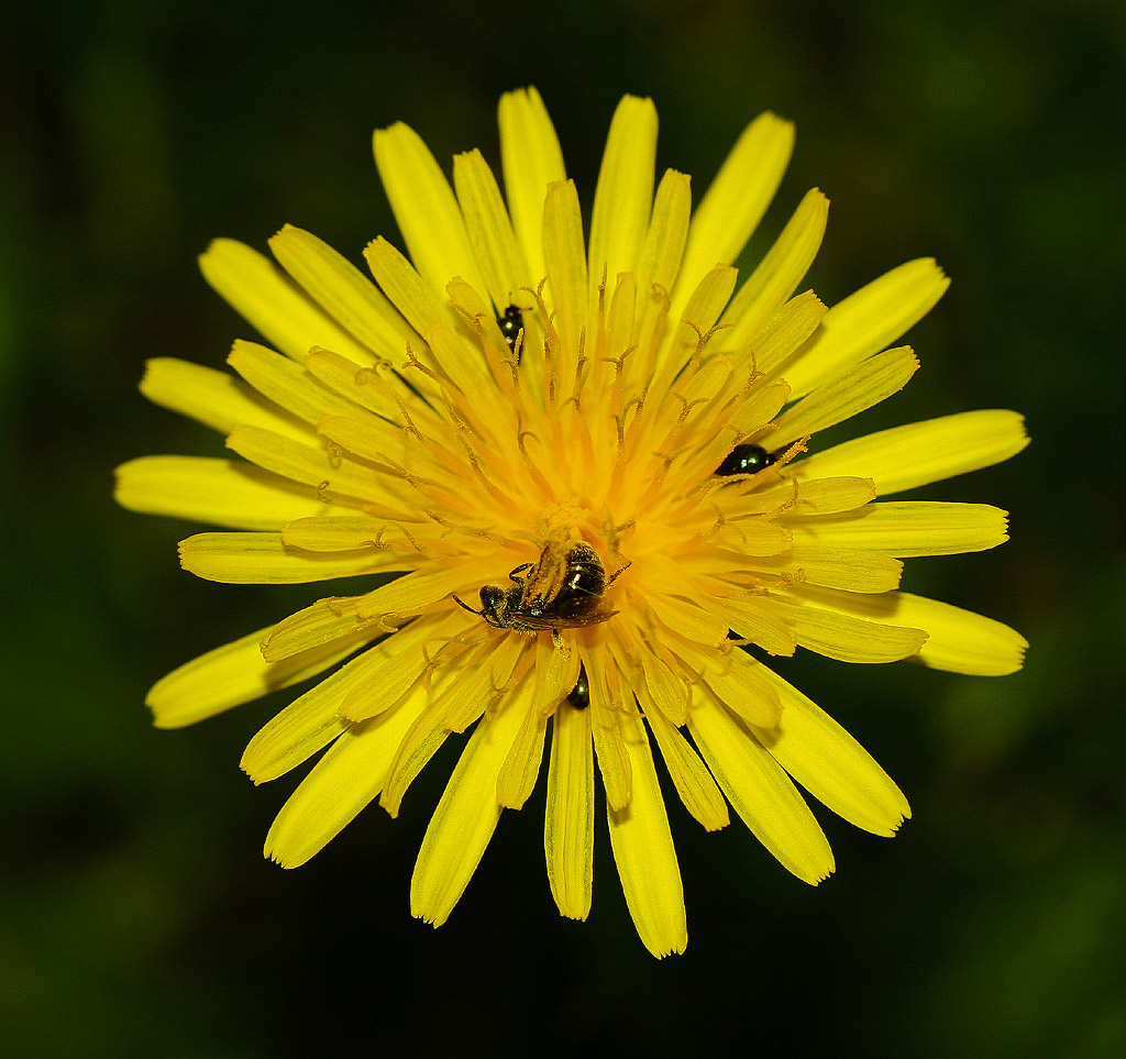 L' INVASIONE DI PRIMAVERA