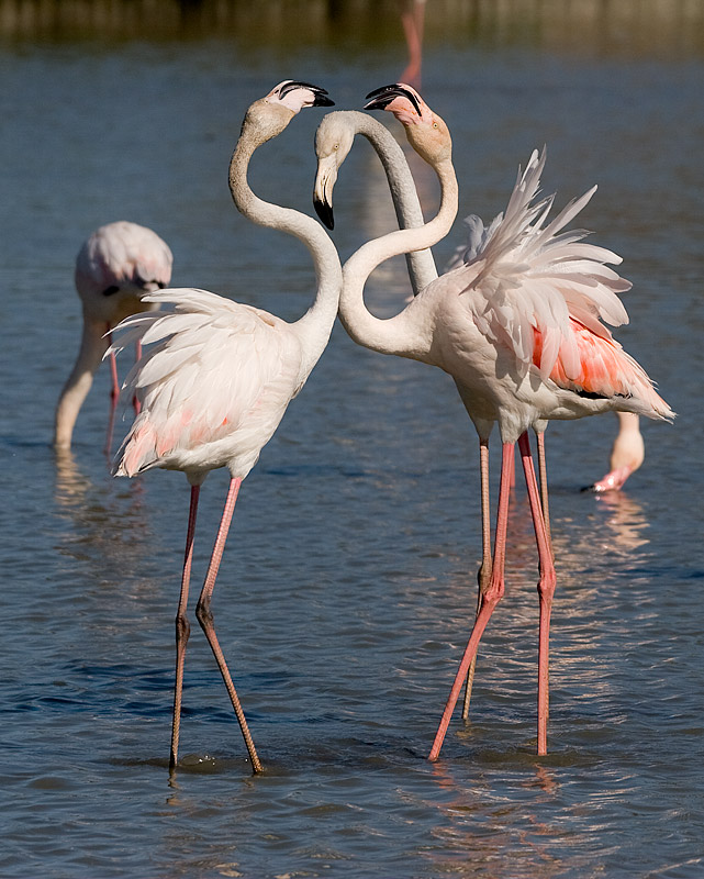 fenicotteri - camargue