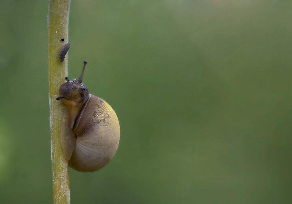 Chicciola in compagnia
