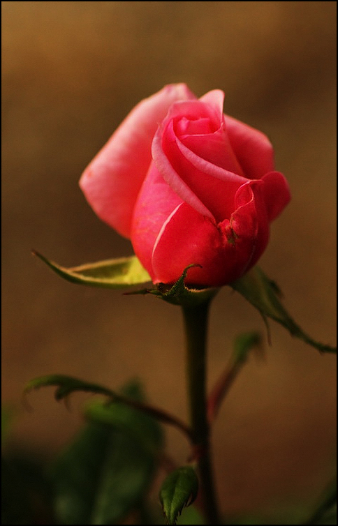 Bellezza classica...