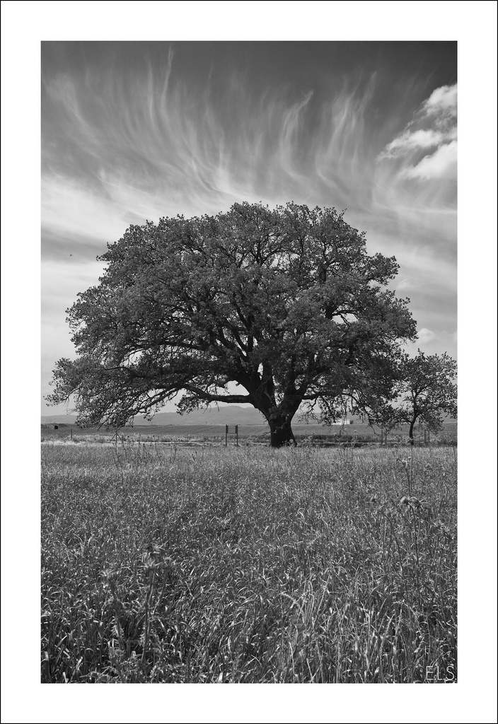 900 anni e non li dimostra