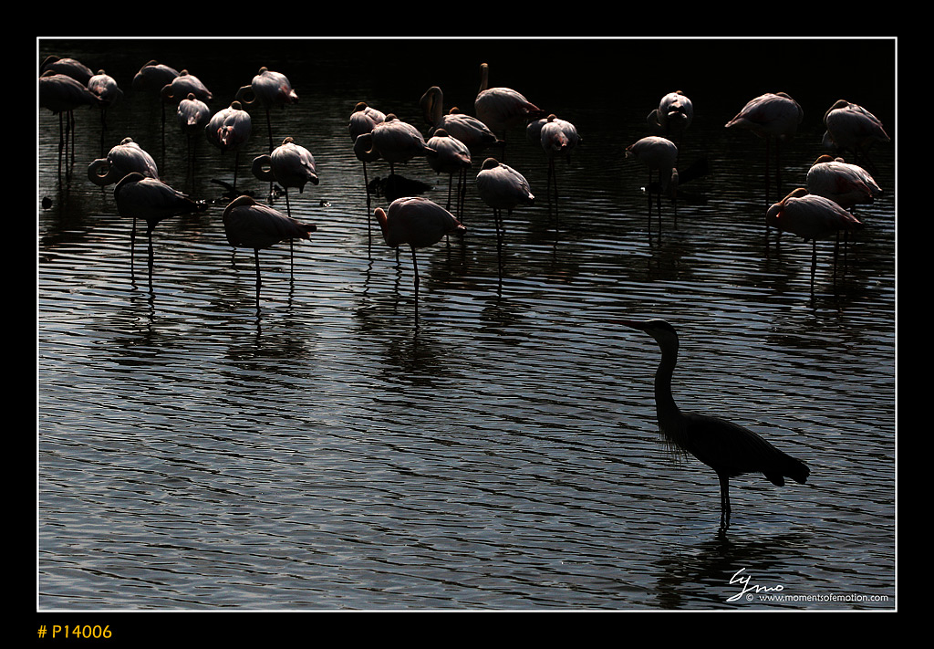 the guardian of pink flamingos