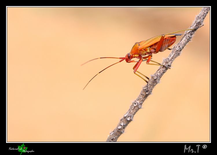Rhinocoris iracundus