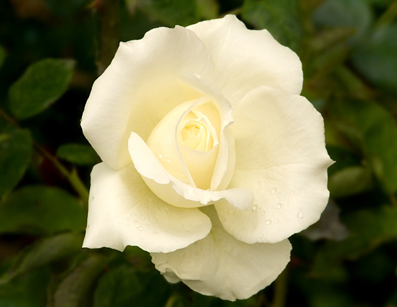 rosa in bianco