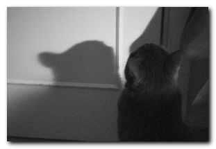 Libero:Gatto grigio in bianco e nero