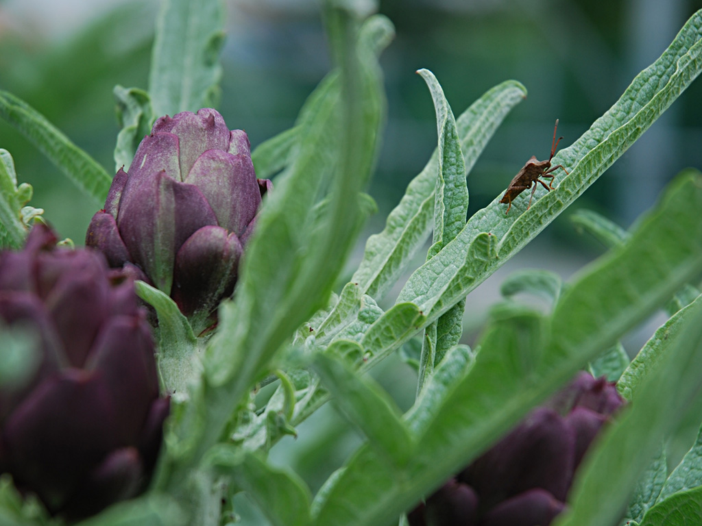 La cimice e il carciofo