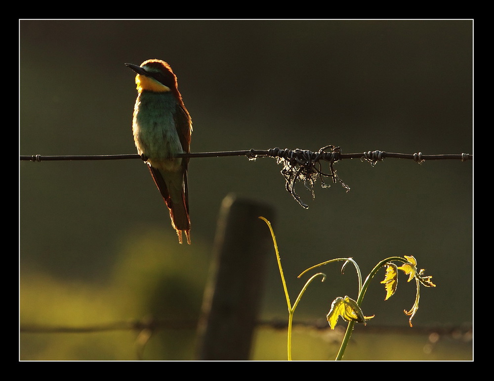 Il gruccione ...delle vigne
