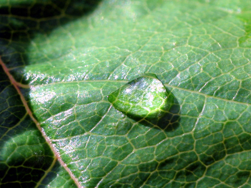 Water on leaf