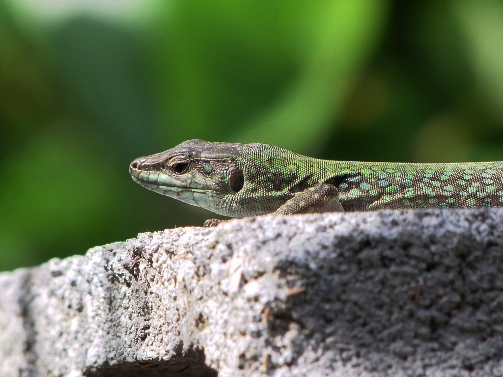 Tintarella Pomeridiana!