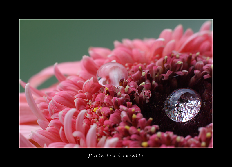 perle tra i coralli