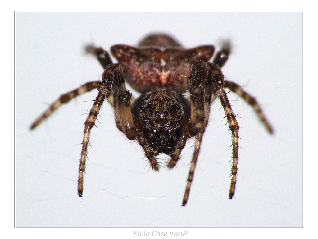 Faccia a faccia col nemico