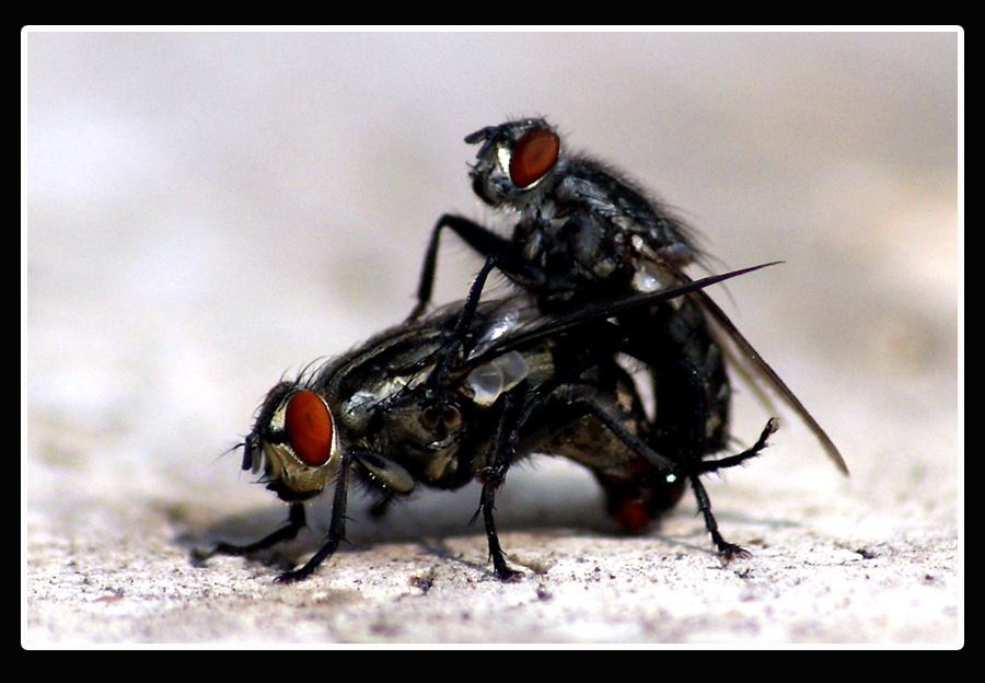 Mosche.........zozzone...