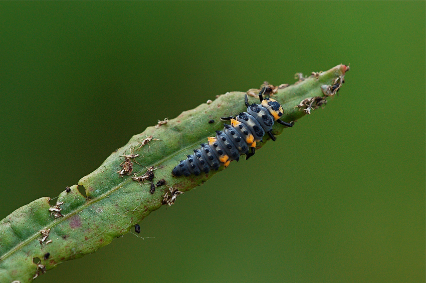 Larva di maggiolino