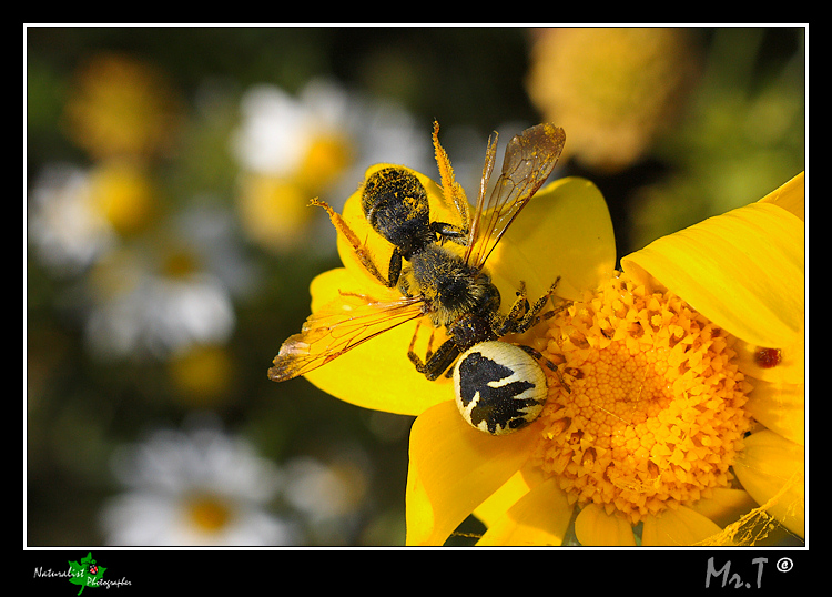 Omicidio tra le margherite