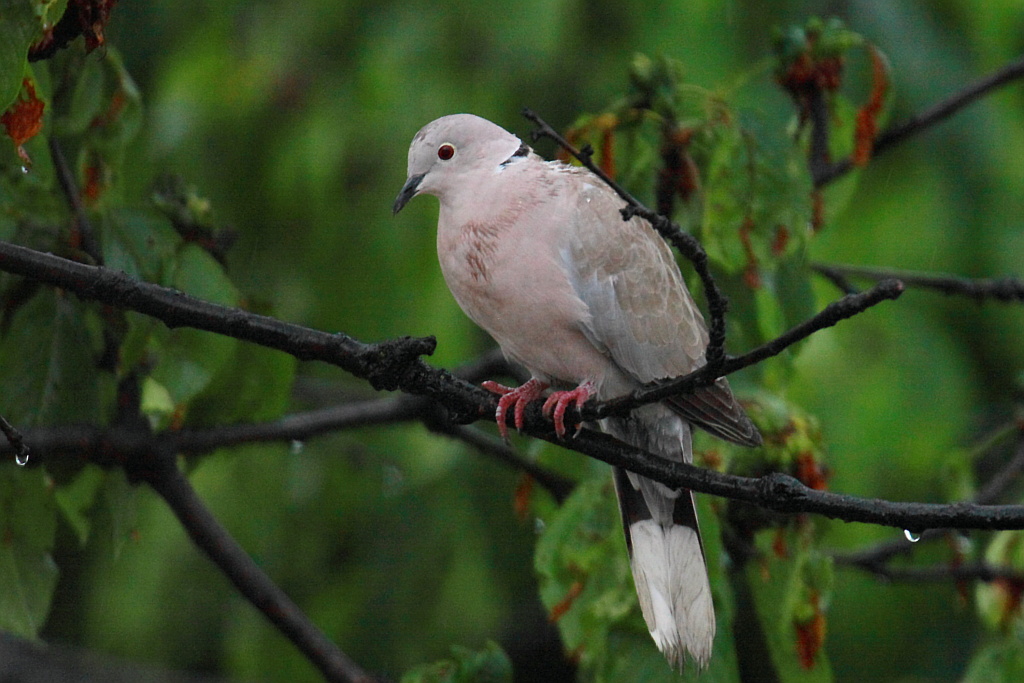 Tortorella sotto la pioggia
