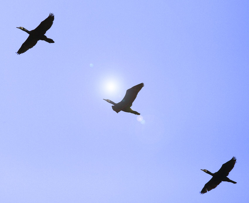 diagonale controluce