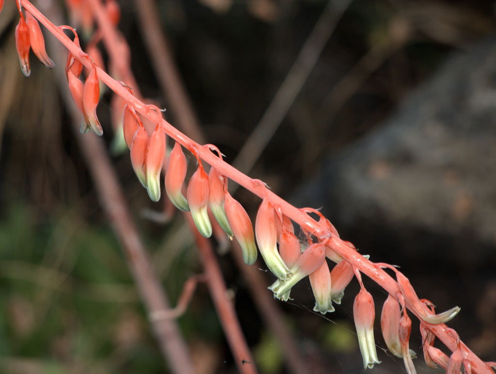 Diagonale di campanelle