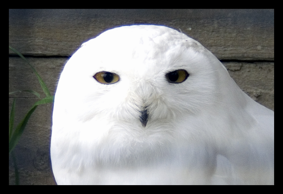 bianca come la neve....