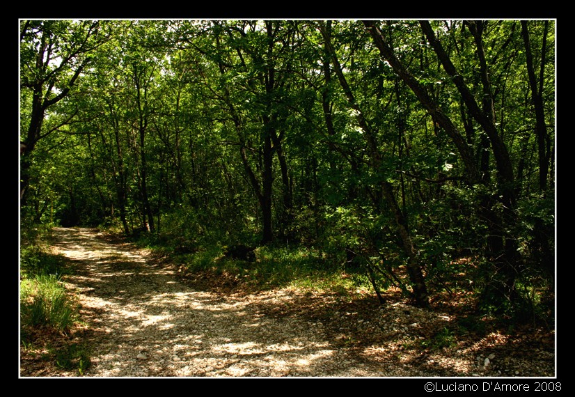 Strada per il bosco.