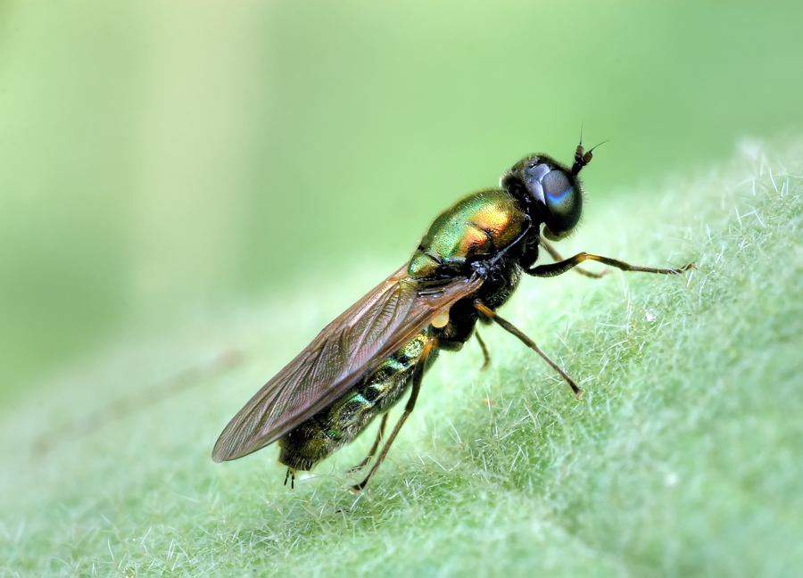 Chi mi sa dire come mi chiamo?