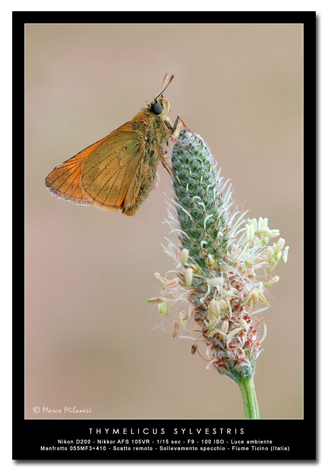 Thymelicus sylvestris