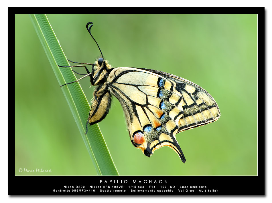 Papilio machaon