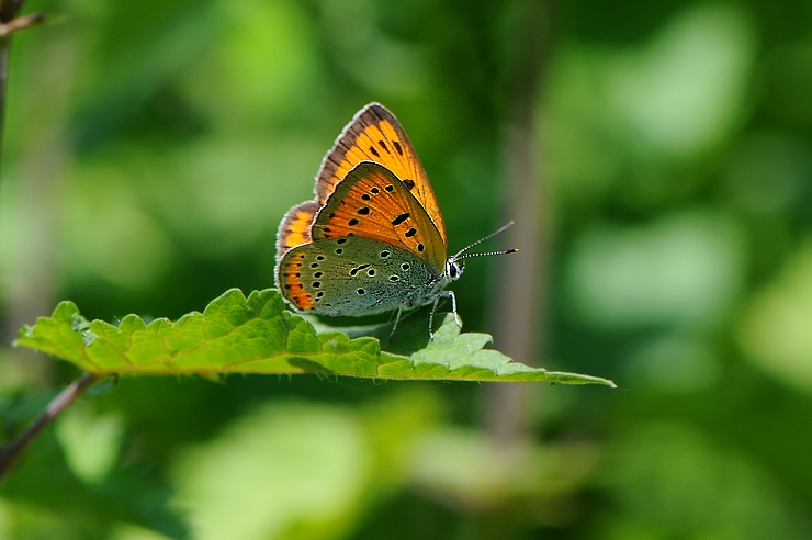 servita su foglia d'ortica
