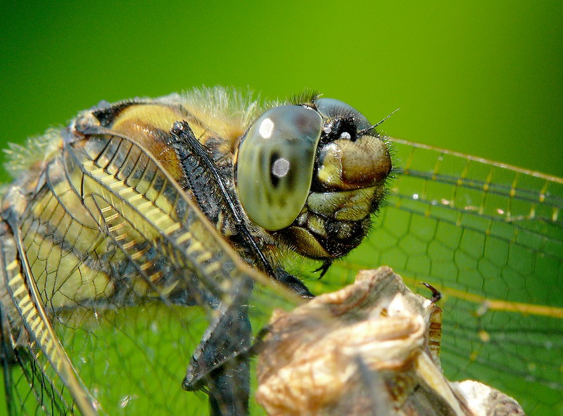 Libellula - ritratto