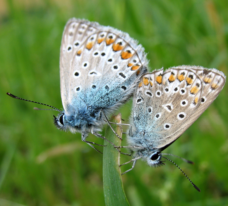 ...il tempo degli amori..