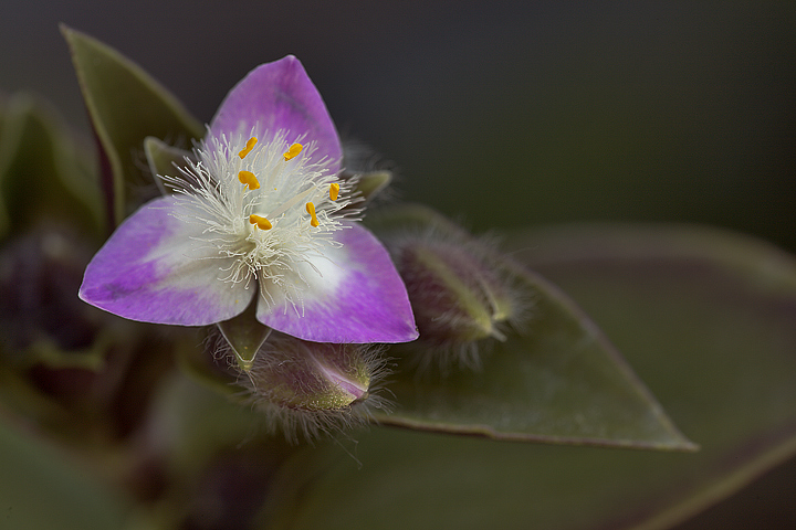 Fiore di pianta grassa