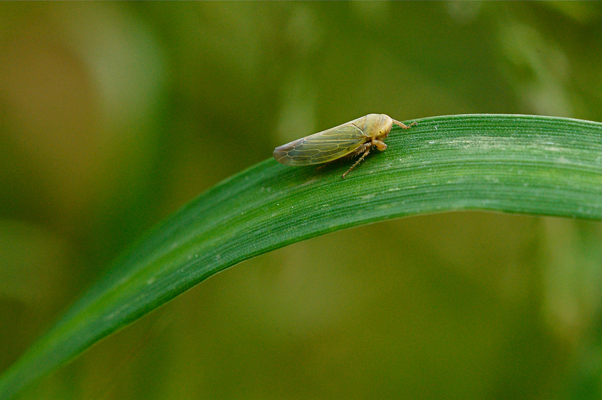 Semplice cicadella