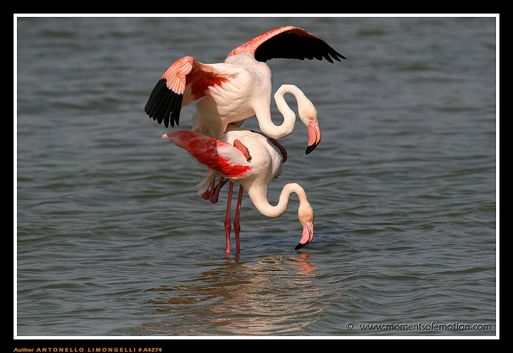 Camargue....L'accoppiamento seq.1