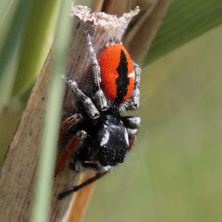 Philaeus-chrysops II