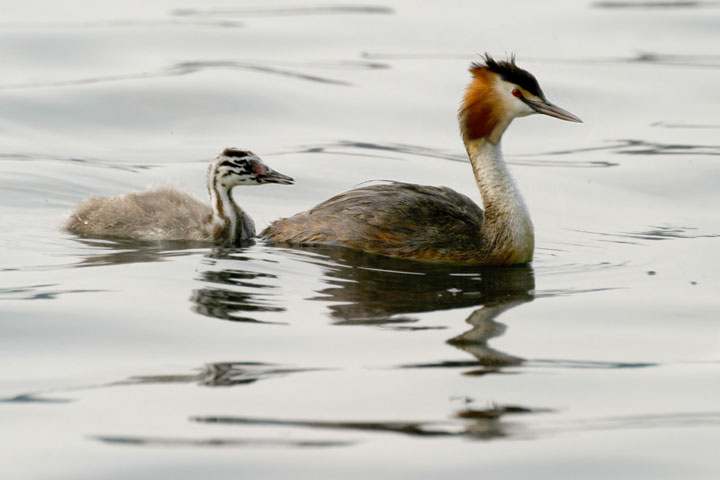 Renzo-Svasso maggiore con piccolo