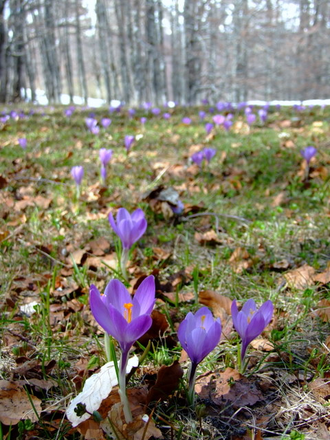 Arriva la primavera...