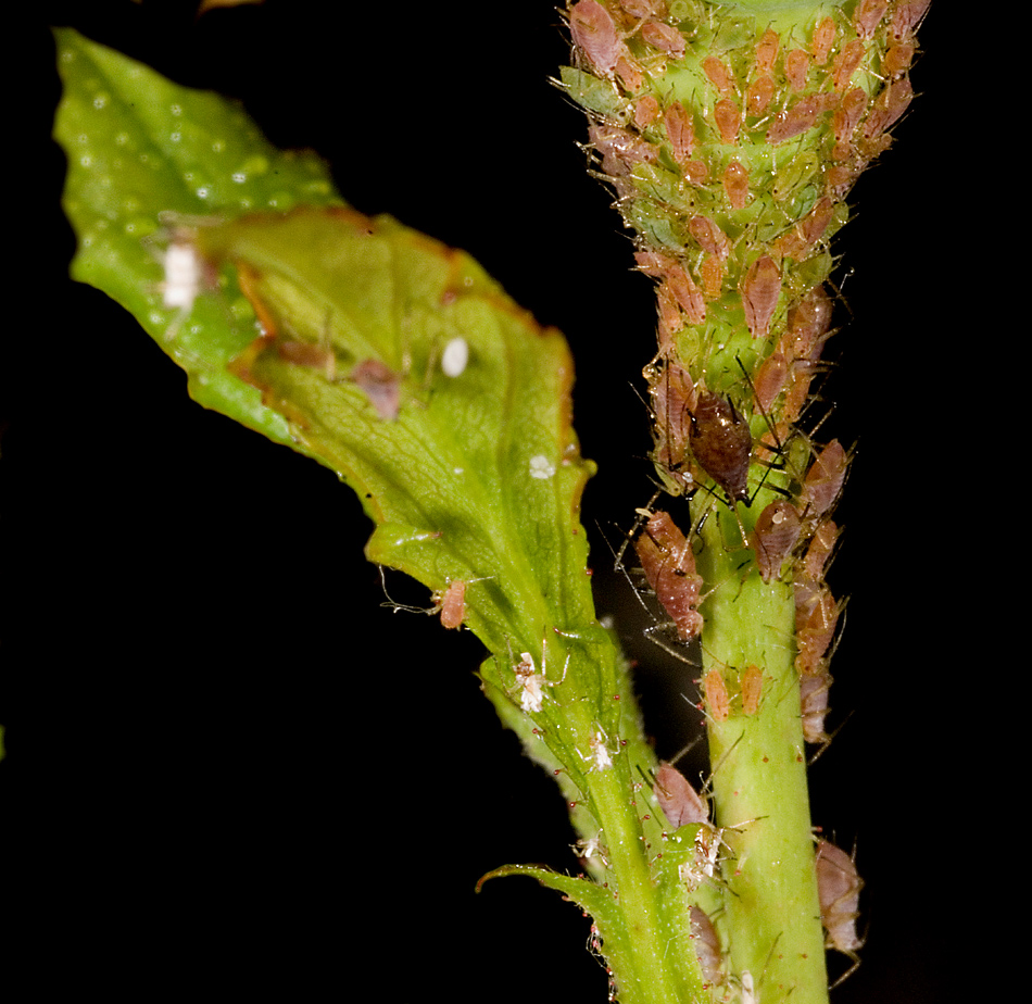 pidocchietti all'asilo