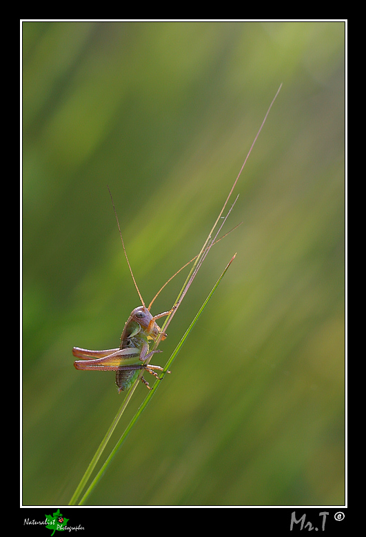ephippiger cruciger in controluce