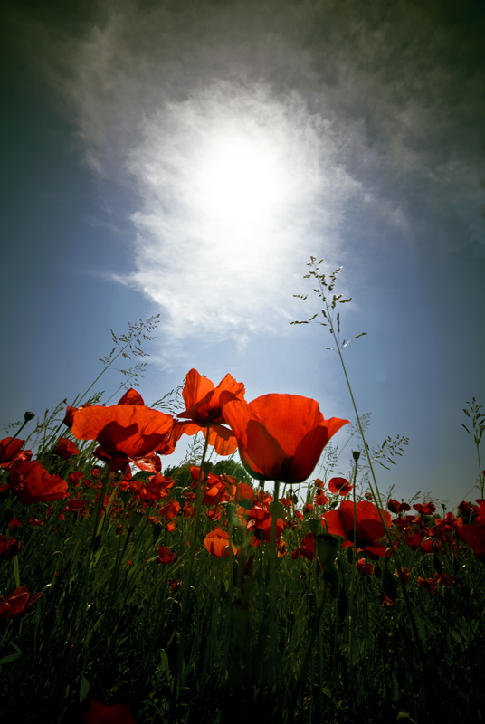 dalla terra al cielo