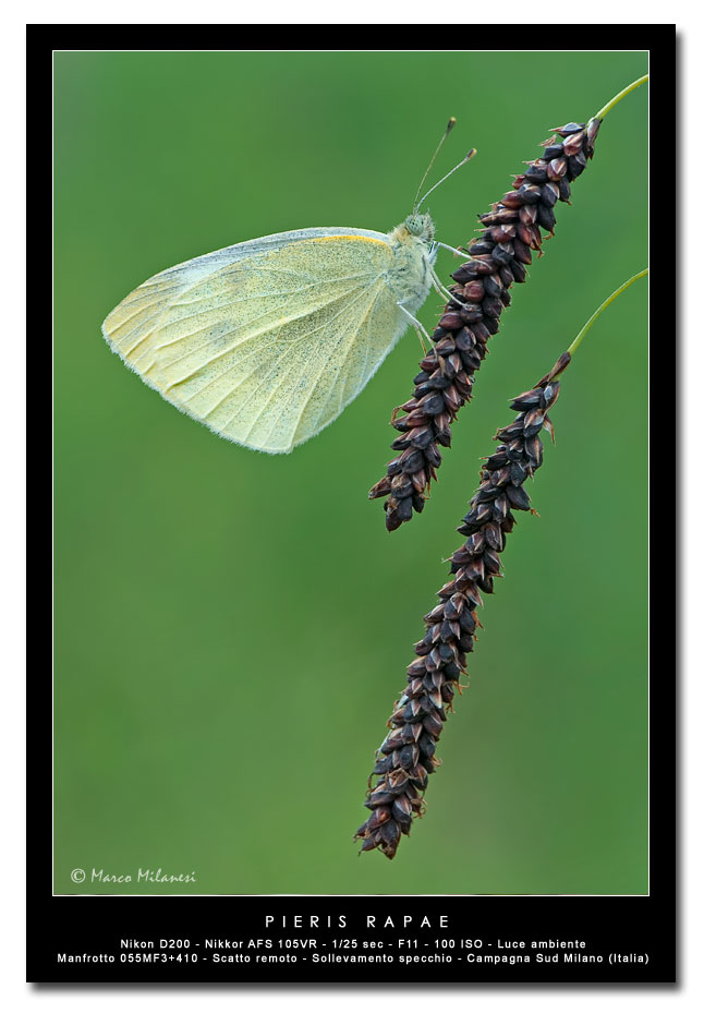Pieris rapae