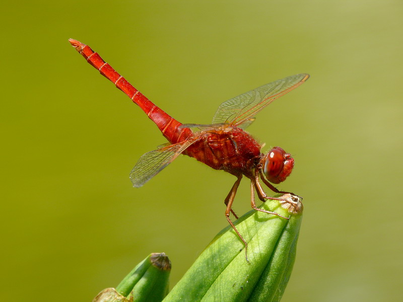 Red Dragonfly