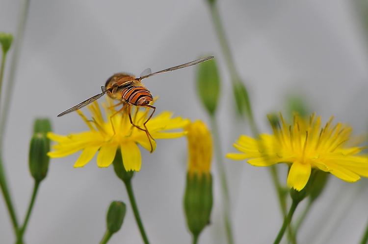 "ho gli stessi colori di una tigre"