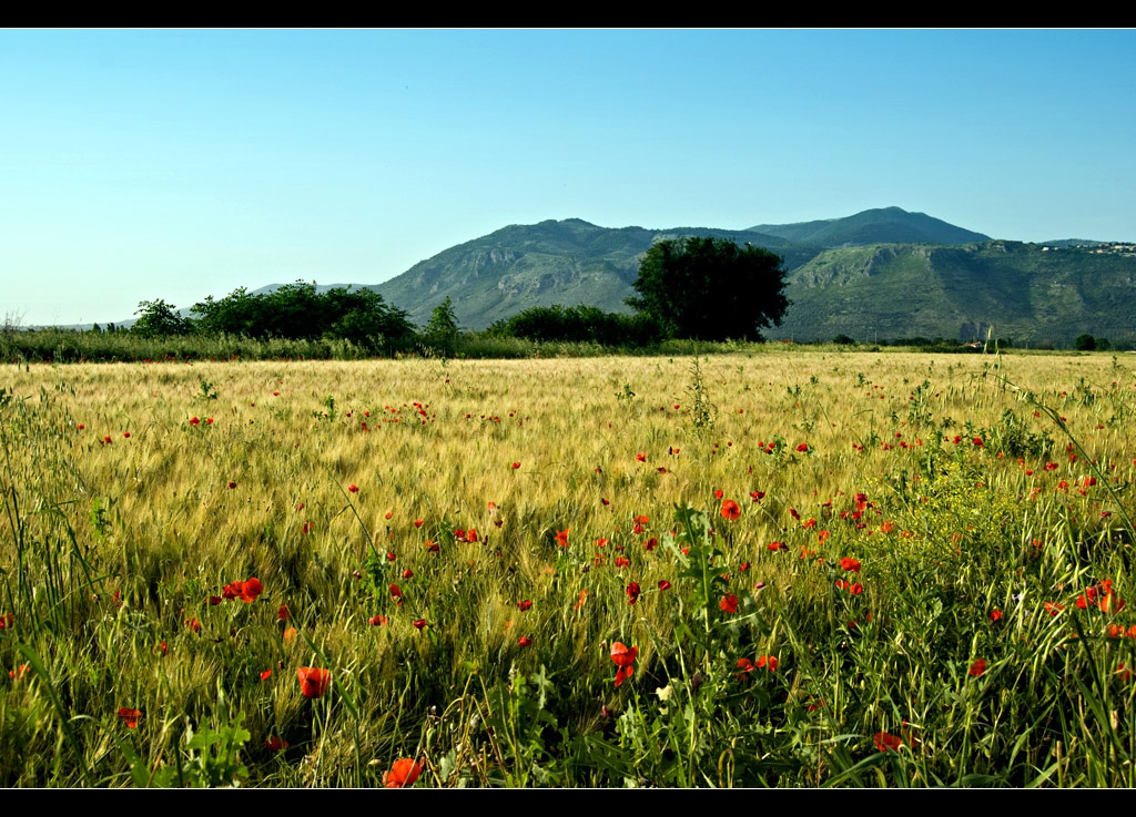 Grano e Papaveri