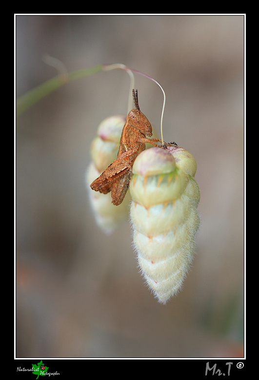 il suonatore di campane
