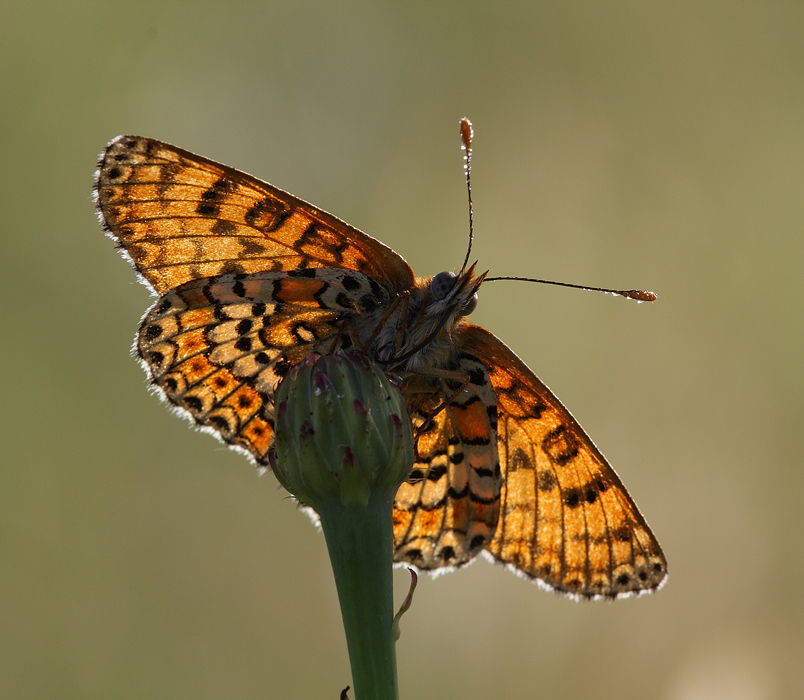 Parasole - Parafiore